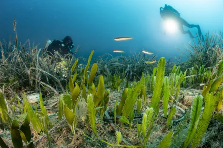 proteção da Posidônia, planta aquática nativa do Mar Mediterrâneo